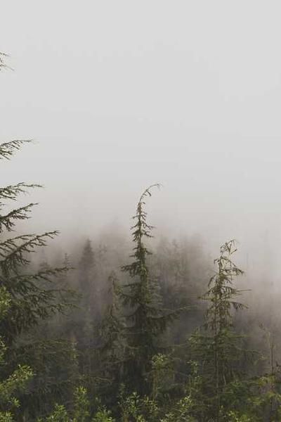 Best Wyoming LLC Formation Services