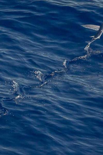 How to Start an LLC in Ohio